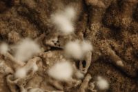 Kaboompics - Fuzzy Mold Colonies with Amber Spots, Macro