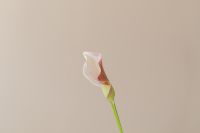 Kaboompics - White Calla Lily Stem on Minimal Beige Background