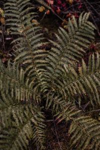 Kaboompics - Fern in the forest