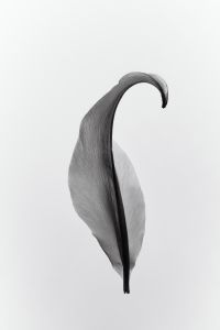 Backlit Black and White Flower Photography: Tulips, Lilies, Rose Details and Botanical Textures