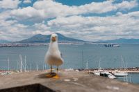 Kaboompics - Front-Facing Seagull Overlooking Naples Marina
