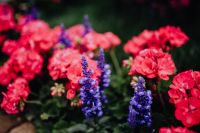 Kaboompics - Flower shop in Castelfranco Veneto, Italy