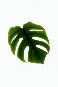 Kaboompics - Monstera Leaf Minimal Aesthetic Botanical Isolated Background