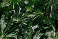 Kaboompics - Aralia Leaf Pattern with Pale Background Gaps, Green Botanical Texture and Copy Space