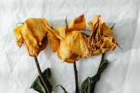 Kaboompics - Golden Dried Rose Heads on Linen for Botanical Backgrounds