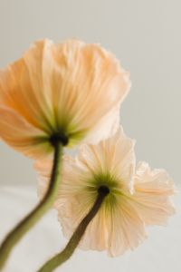 Kaboompics - Abstract Floral Detail with White Fabric Folds