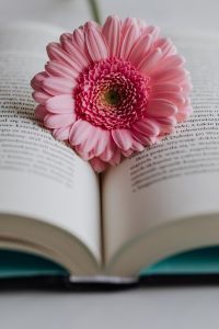 Kaboompics - Pink Gerbera on an Open Book from Low Angle