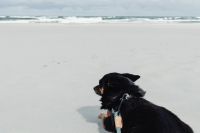 Kaboompics - Black Dog Facing the Ocean from a Sandy Shore, Wide Beach Lifestyle Portrait