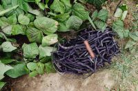 Kaboompics - Wire Basket Filled With Purple Beans Beside Garden Plants