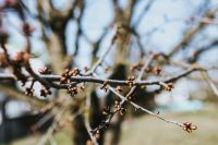 Kaboompics - Tree Buds Along a Bare Branch in Soft Forest Light