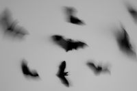 Kaboompics - Layered Bat Shadows in Soft Focus