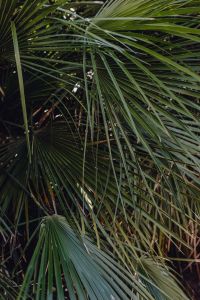 Kaboompics - Close-Up Fan Palm Fronds with Sunlight Showing through Dark Green Leaves