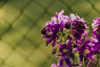 Kaboompics - Beautiful dark purple wild Aquilegia vulgaris flowers