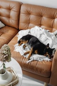 Kaboompics - Black and Tan Dog Asleep on a White Knit Blanket on Brown Leather Sofa, Flower Detail