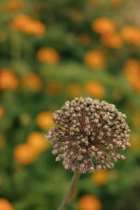 Kaboompics - Dried Allium Flower Close Up