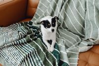 Kaboompics - Dog Relaxing on Sofa With Layered Winter Throws