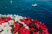 Kaboompics - Red and White Petunias with Soft-Focus Boats at Sea
