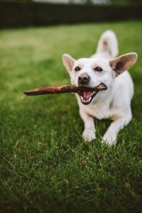 Outdoor Dog Play and Fetch with a White Dog and Stick: Active Pet Photography