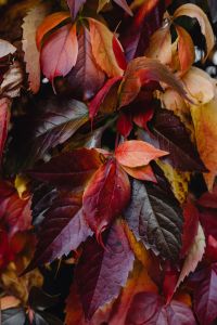 Kaboompics - Deep Red and Purple Leaves in a Rich Fall Color Palette