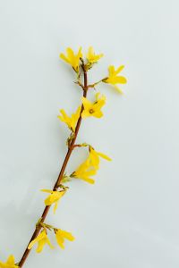 Kaboompics - Forsythia - Easter Tree