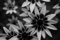Kaboompics - Close Up of Black and White Rudbeckia Flowers in Bloom
