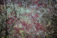 Kaboompics - Red Berry Branches Against a Blurred Autumn Forest