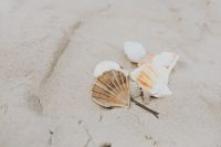 Kaboompics - Seashells and Driftwood on the Beach