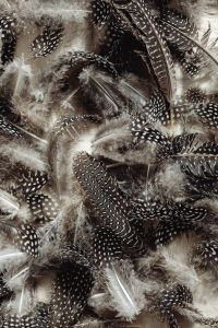 Kaboompics - Portrait of Layered Spotted Feathers and Gray Plumage