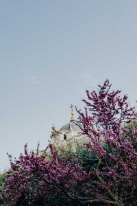 Kaboompics - View of the Royal Palace of Madrid through the gardens, Spain
