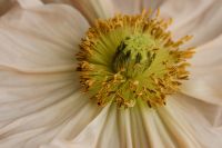 Kaboompics - White Flower Detail for Floral Branding and Stationery
