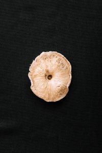 Kaboompics - Mushroom Cap on a Black Background