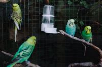 Kaboompics - Cute colorful budgies in cage