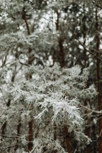 Kaboompics - Snowy Evergreen Trees Under A Pale Winter Sky