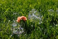 Kaboompics - Orange Flower among Soap Bubbles in Sunlit Grass