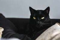 Kaboompics - Black Cat Sitting Upright on a Leather Sofa and Looking at the Camera