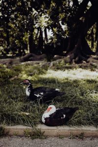 Kaboompics - Pair of Ducks Resting on a Grassy Lawn Beneath Trees