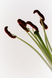 Kaboompics - Lily Stamens Minimal Composition With Clean White Space