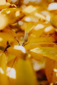 Kaboompics - Soft-Focus Golden Magnolia Leaves as Background