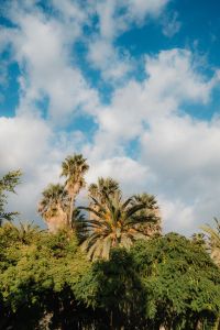 Kaboompics - Mediterranean Palms Under Blue Cloudy Sky