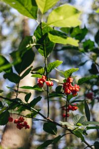 Kaboompics - Red Berries on a Branch with Green Leaves