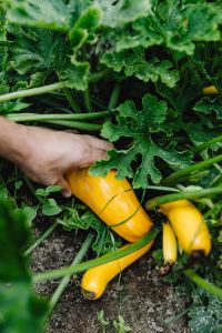 Kaboompics - Picking Ripe Yellow Squash from the Garden Plant