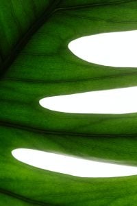Backlit Green Leaf and Monstera Macro Textures for Botanical Backgrounds