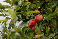 Kaboompics - Red Apples Growing on a Tree Branch