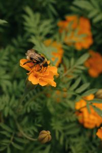 Kaboompics - Bee On Orange Marigold Bloom