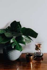 Chemex Coffee Maker with Gold Cup