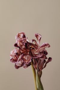 Kaboompics - Cluster Of Dried Burgundy Flowers On Beige