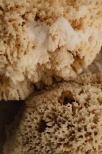 Kaboompics - Close-Up of Natural Sea Sponge Texture