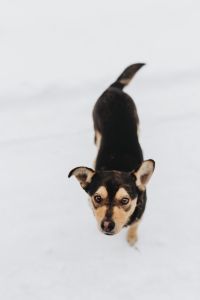 Kaboompics - The Strange Dog
