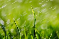 Kaboompics - Curved Grass Blades amid Diagonal Rain Streaks, Fresh Green Spring Macro Background