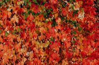 Kaboompics - Colorful vines leaves in the park